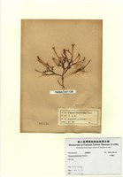 藏品(牛角樹)的圖片
